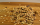 Dinkel-Schoko Crunchy